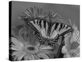 Eastern Tiger Swallowtail Female on Gerber Daisies, Sammamish, Washington, USA-Darrell Gulin-Stretched Canvas