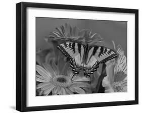 Eastern Tiger Swallowtail Female on Gerber Daisies, Sammamish, Washington, USA-Darrell Gulin-Framed Photographic Print