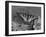 Eastern Tiger Swallowtail Female on Gerber Daisies, Sammamish, Washington, USA-Darrell Gulin-Framed Photographic Print