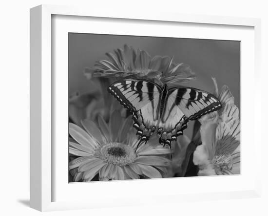 Eastern Tiger Swallowtail Female on Gerber Daisies, Sammamish, Washington, USA-Darrell Gulin-Framed Photographic Print