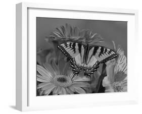 Eastern Tiger Swallowtail Female on Gerber Daisies, Sammamish, Washington, USA-Darrell Gulin-Framed Photographic Print