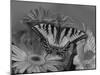 Eastern Tiger Swallowtail Female on Gerber Daisies, Sammamish, Washington, USA-Darrell Gulin-Mounted Photographic Print