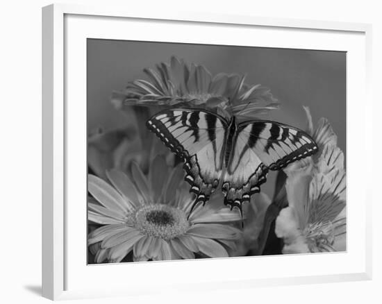 Eastern Tiger Swallowtail Female on Gerber Daisies, Sammamish, Washington, USA-Darrell Gulin-Framed Photographic Print