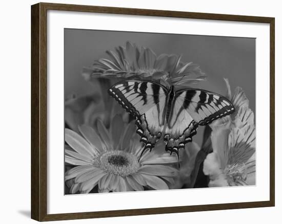 Eastern Tiger Swallowtail Female on Gerber Daisies, Sammamish, Washington, USA-Darrell Gulin-Framed Photographic Print