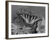 Eastern Tiger Swallowtail Female on Gerber Daisies, Sammamish, Washington, USA-Darrell Gulin-Framed Photographic Print