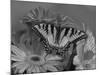 Eastern Tiger Swallowtail Female on Gerber Daisies, Sammamish, Washington, USA-Darrell Gulin-Mounted Photographic Print