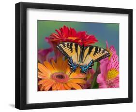 Eastern Tiger Swallowtail Female on Gerber Daisies, Sammamish, Washington, USA-Darrell Gulin-Framed Premium Photographic Print