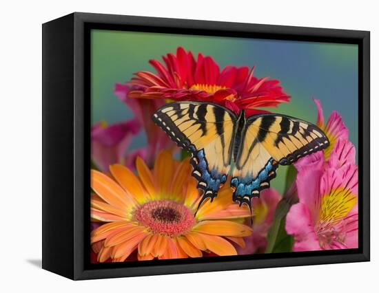 Eastern Tiger Swallowtail Female on Gerber Daisies, Sammamish, Washington, USA-Darrell Gulin-Framed Stretched Canvas