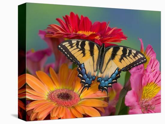 Eastern Tiger Swallowtail Female on Gerber Daisies, Sammamish, Washington, USA-Darrell Gulin-Stretched Canvas