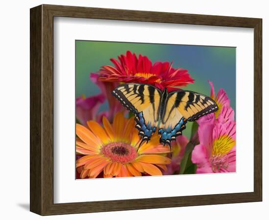 Eastern Tiger Swallowtail Female on Gerber Daisies, Sammamish, Washington, USA-Darrell Gulin-Framed Photographic Print