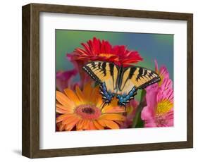 Eastern Tiger Swallowtail Female on Gerber Daisies, Sammamish, Washington, USA-Darrell Gulin-Framed Photographic Print