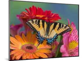 Eastern Tiger Swallowtail Female on Gerber Daisies, Sammamish, Washington, USA-Darrell Gulin-Mounted Photographic Print