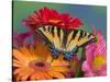 Eastern Tiger Swallowtail Female on Gerber Daisies, Sammamish, Washington, USA-Darrell Gulin-Stretched Canvas