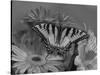 Eastern Tiger Swallowtail Female on Gerber Daisies, Sammamish, Washington, USA-Darrell Gulin-Stretched Canvas