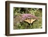 Eastern Tiger Swallowtail Male on Butterfly Bush, Marion Co. Il-Richard ans Susan Day-Framed Photographic Print