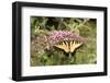 Eastern Tiger Swallowtail Male on Butterfly Bush, Marion Co. Il-Richard ans Susan Day-Framed Photographic Print