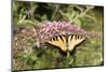 Eastern Tiger Swallowtail Male on Butterfly Bush, Marion Co. Il-Richard ans Susan Day-Mounted Photographic Print