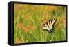 Eastern Tiger Swallowtail on Blackberry Lily, Marion Co. Il-Richard ans Susan Day-Framed Stretched Canvas