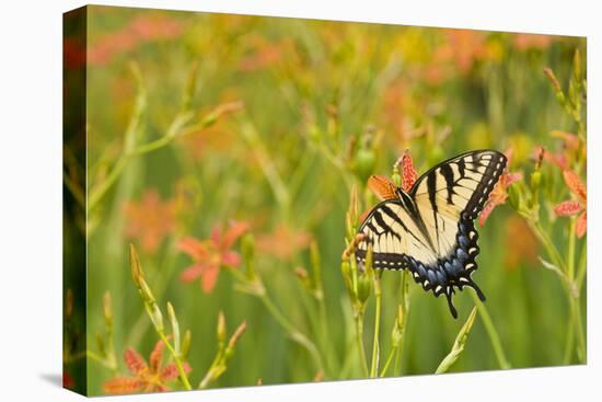 Eastern Tiger Swallowtail on Blackberry Lily, Marion Co. Il-Richard ans Susan Day-Stretched Canvas