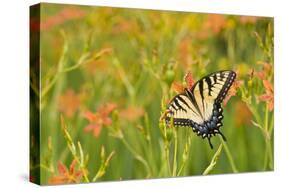 Eastern Tiger Swallowtail on Blackberry Lily, Marion Co. Il-Richard ans Susan Day-Stretched Canvas