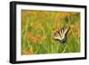 Eastern Tiger Swallowtail on Blackberry Lily, Marion Co. Il-Richard ans Susan Day-Framed Photographic Print