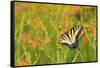Eastern Tiger Swallowtail on Blackberry Lily, Marion Co. Il-Richard ans Susan Day-Framed Stretched Canvas