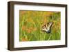 Eastern Tiger Swallowtail on Blackberry Lily, Marion Co. Il-Richard ans Susan Day-Framed Photographic Print