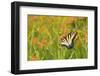 Eastern Tiger Swallowtail on Blackberry Lily, Marion Co. Il-Richard ans Susan Day-Framed Photographic Print