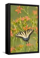 Eastern Tiger Swallowtail on Blackberry Lily, Marion, Illinois, Usa-Richard ans Susan Day-Framed Stretched Canvas