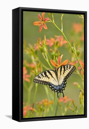 Eastern Tiger Swallowtail on Blackberry Lily, Marion, Illinois, Usa-Richard ans Susan Day-Framed Stretched Canvas