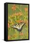 Eastern Tiger Swallowtail on Blackberry Lily, Marion, Illinois, Usa-Richard ans Susan Day-Framed Stretched Canvas