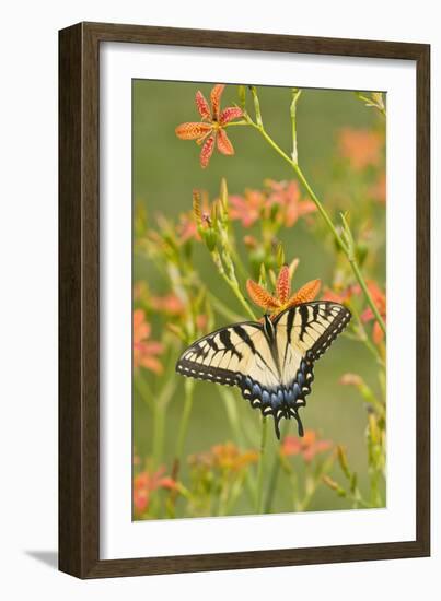 Eastern Tiger Swallowtail on Blackberry Lily, Marion, Illinois, Usa-Richard ans Susan Day-Framed Photographic Print