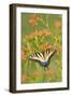 Eastern Tiger Swallowtail on Blackberry Lily, Marion, Illinois, Usa-Richard ans Susan Day-Framed Photographic Print