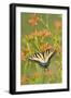 Eastern Tiger Swallowtail on Blackberry Lily, Marion, Illinois, Usa-Richard ans Susan Day-Framed Photographic Print