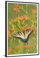 Eastern Tiger Swallowtail on Blackberry Lily, Marion, Illinois, Usa-Richard ans Susan Day-Framed Premium Photographic Print