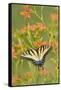 Eastern Tiger Swallowtail on Blackberry Lily, Marion, Illinois, Usa-Richard ans Susan Day-Framed Stretched Canvas