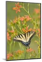 Eastern Tiger Swallowtail on Blackberry Lily, Marion, Illinois, Usa-Richard ans Susan Day-Mounted Photographic Print