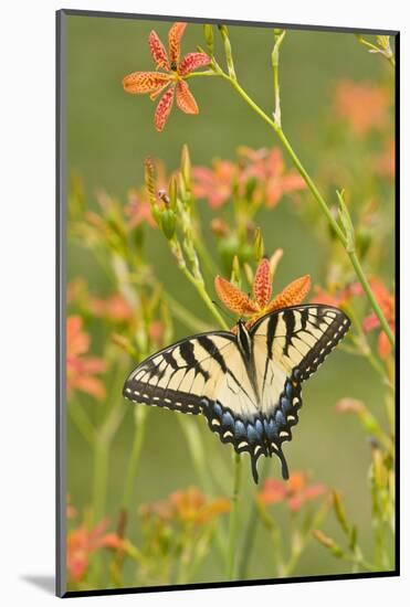 Eastern Tiger Swallowtail on Blackberry Lily, Marion, Illinois, Usa-Richard ans Susan Day-Mounted Photographic Print