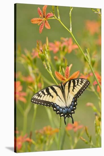 Eastern Tiger Swallowtail on Blackberry Lily, Marion, Illinois, Usa-Richard ans Susan Day-Stretched Canvas