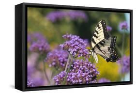 Eastern Tiger Swallowtail on Brazilian Verbena, Marion Co. Il-Richard ans Susan Day-Framed Stretched Canvas