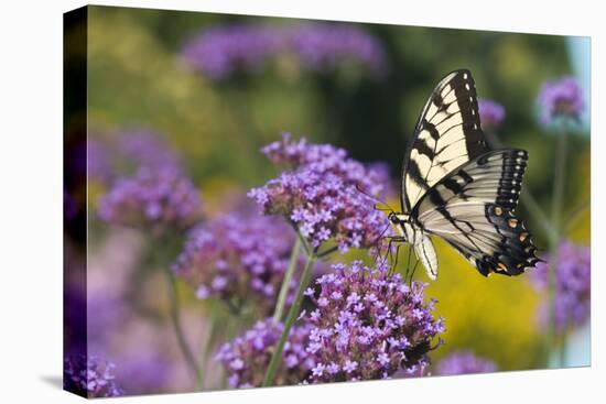 Eastern Tiger Swallowtail on Brazilian Verbena, Marion Co. Il-Richard ans Susan Day-Stretched Canvas