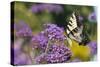 Eastern Tiger Swallowtail on Brazilian Verbena, Marion Co. Il-Richard ans Susan Day-Stretched Canvas