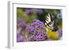 Eastern Tiger Swallowtail on Brazilian Verbena, Marion Co. Il-Richard ans Susan Day-Framed Photographic Print