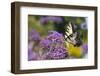 Eastern Tiger Swallowtail on Brazilian Verbena, Marion Co. Il-Richard ans Susan Day-Framed Photographic Print