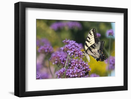 Eastern Tiger Swallowtail on Brazilian Verbena, Marion Co. Il-Richard ans Susan Day-Framed Photographic Print