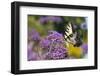 Eastern Tiger Swallowtail on Brazilian Verbena, Marion Co. Il-Richard ans Susan Day-Framed Photographic Print