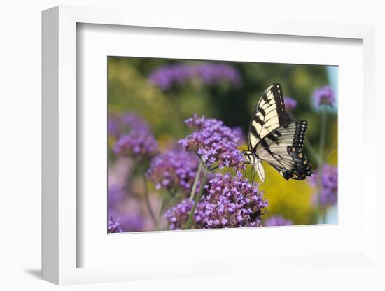 Eastern Tiger Swallowtail on Brazilian Verbena, Marion Co. Il-Richard ans Susan Day-Framed Photographic Print