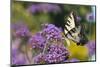 Eastern Tiger Swallowtail on Brazilian Verbena, Marion Co. Il-Richard ans Susan Day-Mounted Photographic Print