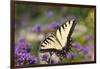 Eastern Tiger Swallowtail on Brazilian Verbena, Marion, Illinois, Usa-Richard ans Susan Day-Framed Photographic Print