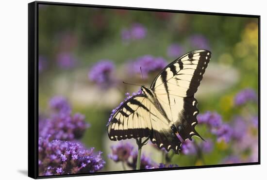 Eastern Tiger Swallowtail on Brazilian Verbena, Marion, Illinois, Usa-Richard ans Susan Day-Framed Stretched Canvas